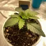 Twenty20 Mendocino Spice Girl #1