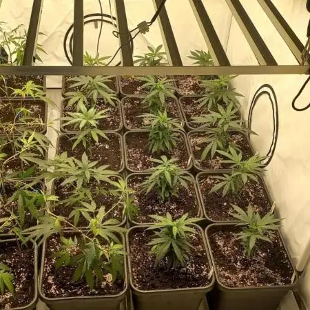 4 strain clone fun run