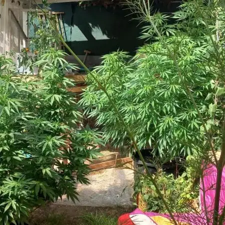 pure Sativas outdoor run