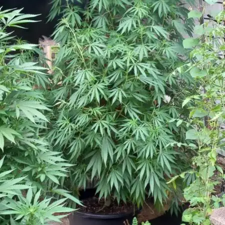 pure Sativas outdoor run