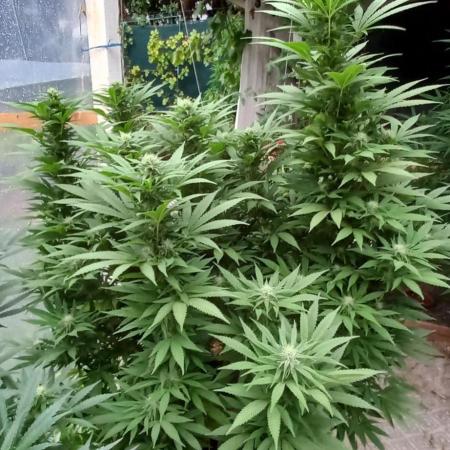 pure Sativas outdoor run