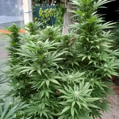 pure Sativas outdoor run