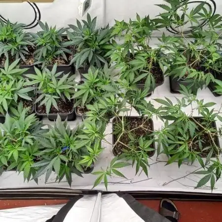 4 strain clone fun run
