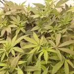 4 strain clone fun run