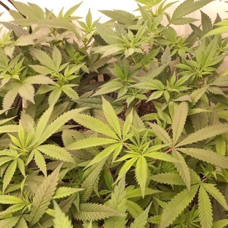 4 strain clone fun run