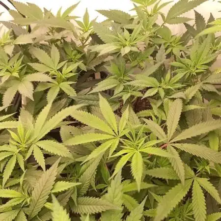4 strain clone fun run