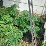 pure Sativas outdoor run