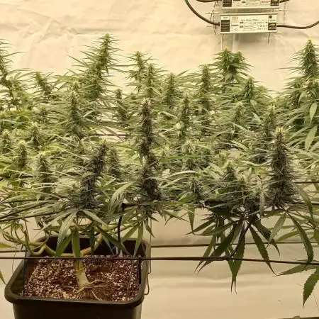 from out to indoor