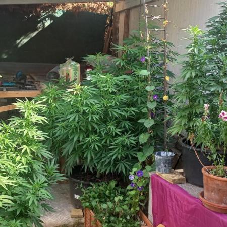 pure Sativas outdoor run