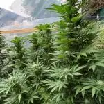 pure Sativas outdoor run