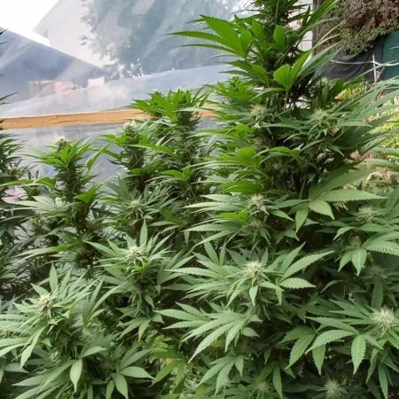 pure Sativas outdoor run