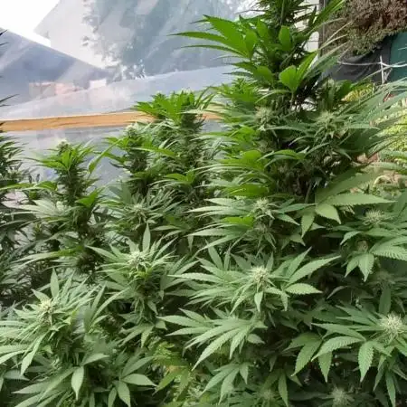 pure Sativas outdoor run