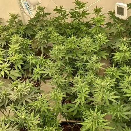 Skunk #1