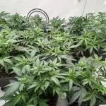 4 strain clone fun run