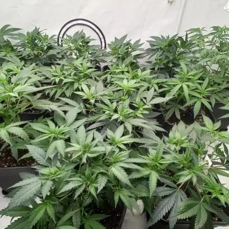 4 strain clone fun run