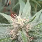pure Sativas outdoor run