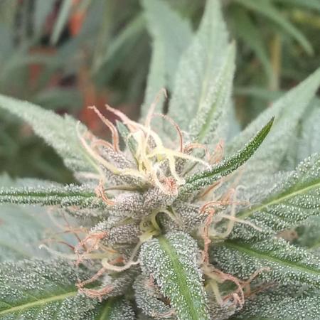 pure Sativas outdoor run