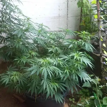 pure Sativas outdoor run