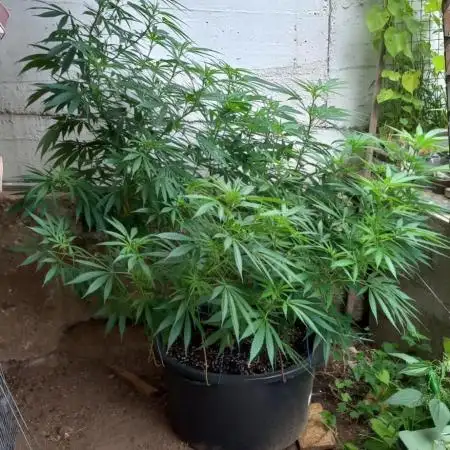 pure Sativas outdoor run
