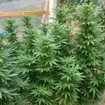 pure Sativas outdoor run
