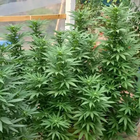 pure Sativas outdoor run