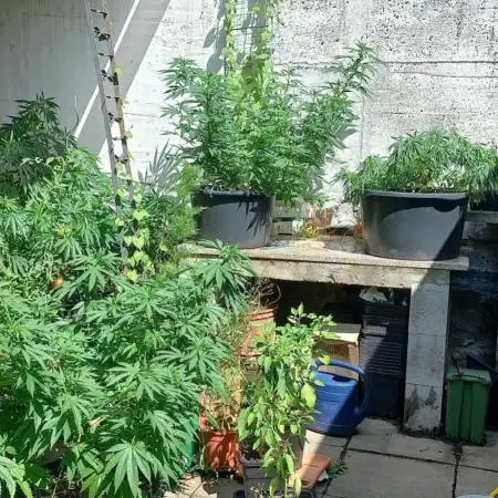pure Sativas outdoor run