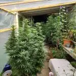 pure Sativas outdoor run