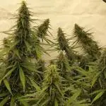 from out to indoor