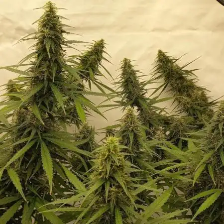 from out to indoor