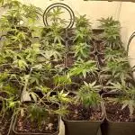 4 strain clone fun run
