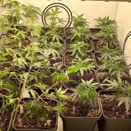 4 strain clone fun run