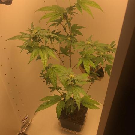 Wedding Cake - MicroGrow