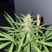 Auto Frozen Biscotti #1 - Outdoor 25