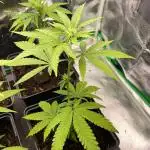 Cereal Milk - Micro Grow