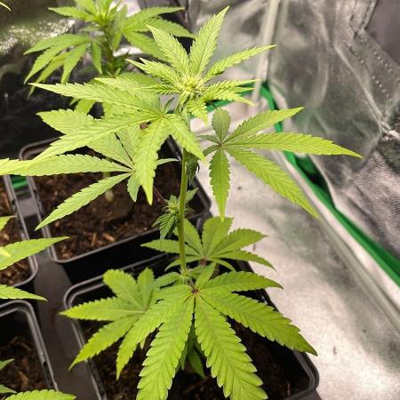 Cereal Milk - Micro Grow