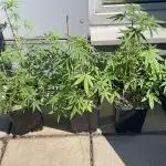 Royal Dwarf - Outdoor 24 pt.2