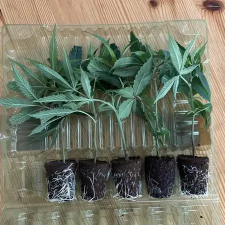 Permanent Marker - Micro Grow