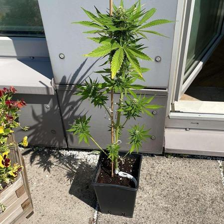 Cream Mandarine XL Auto - Outdoor 25