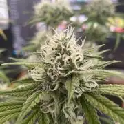 Sweet Afgani Delicious F1 - MicroGrow
