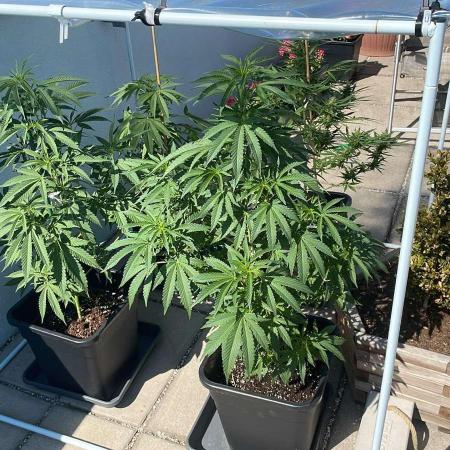 Cereal Milk - Outdoor 26