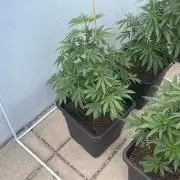 Hash Burger #LeaflyStrain25 - Outdoor 26