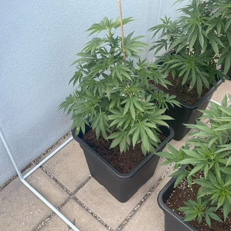 Hash Burger #LeaflyStrain25 - Outdoor 26