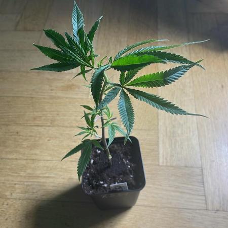 Studio 54 (RS#54) - MicroGrow