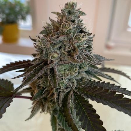 Cereal Milk - Micro Grow