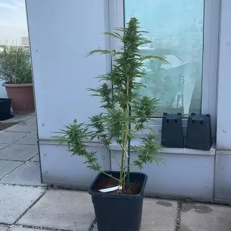 Sensi Amnesia XXL Auto - Outdoor 25
