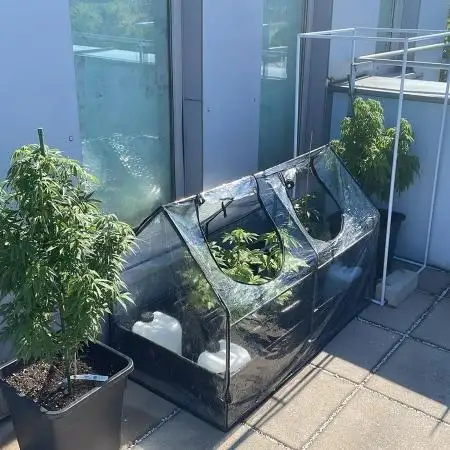 Cereal Milk - Outdoor 25