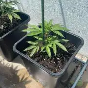 Zoap - Outdoor 26