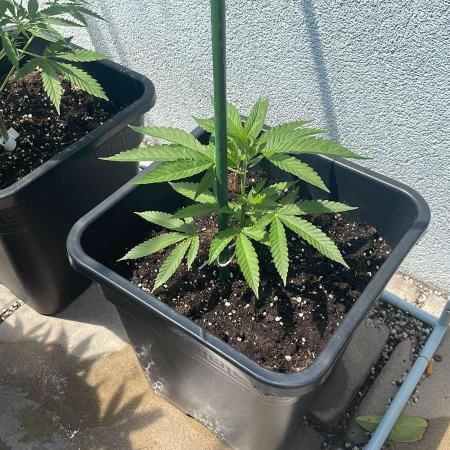 Zoap - Outdoor 26