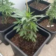Kush Mints - Outdoor 26