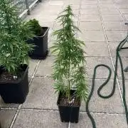 White Widow Auto - Outdoor 25